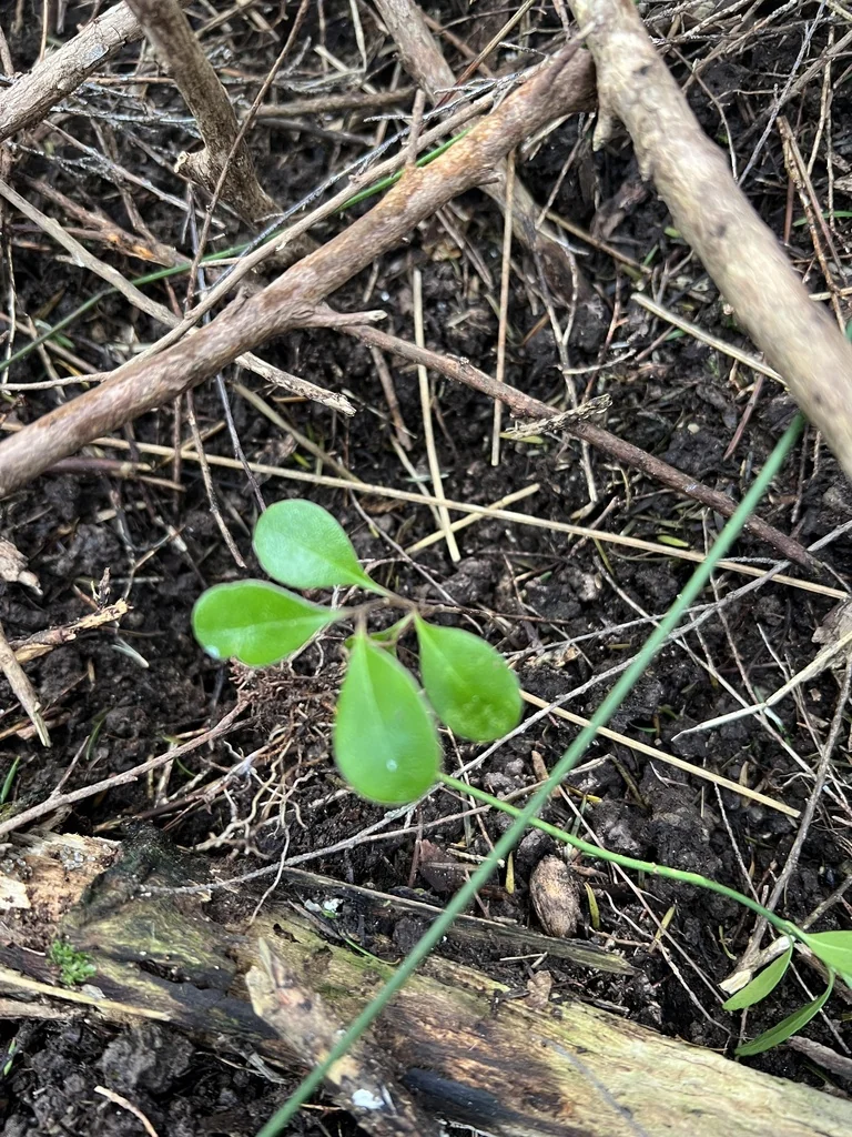 Pittosporum Crassifolium