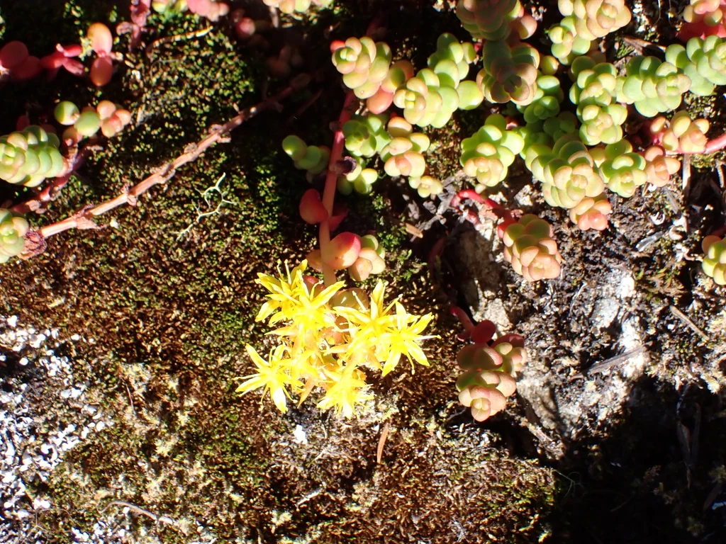 Sedum Divergens