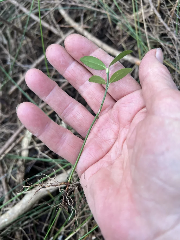 Euonymus Japonicus