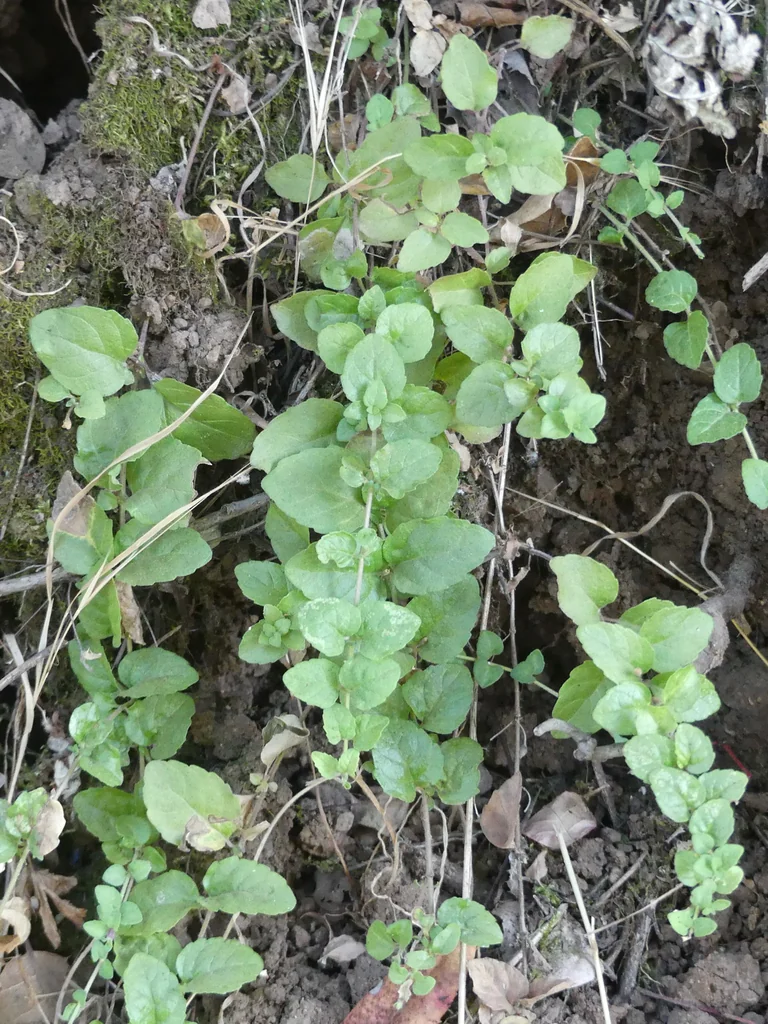 Satureja Douglasii