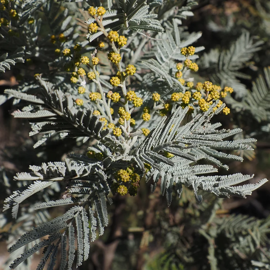 Acacia Dealbata