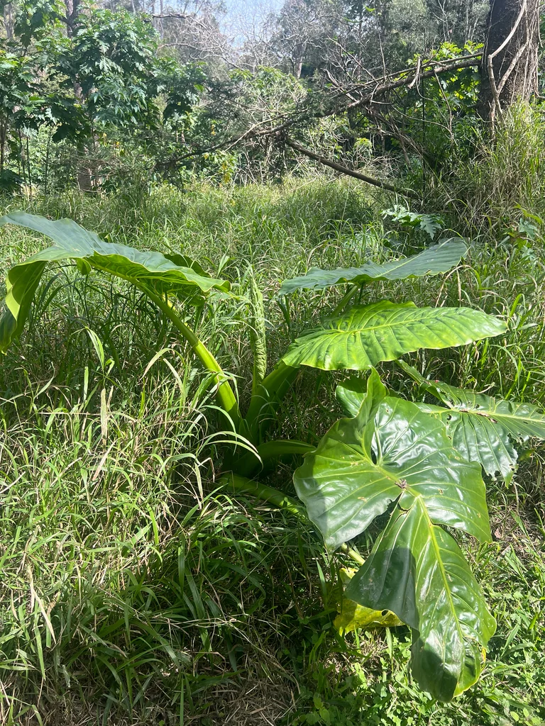 Alocasia amazonica
