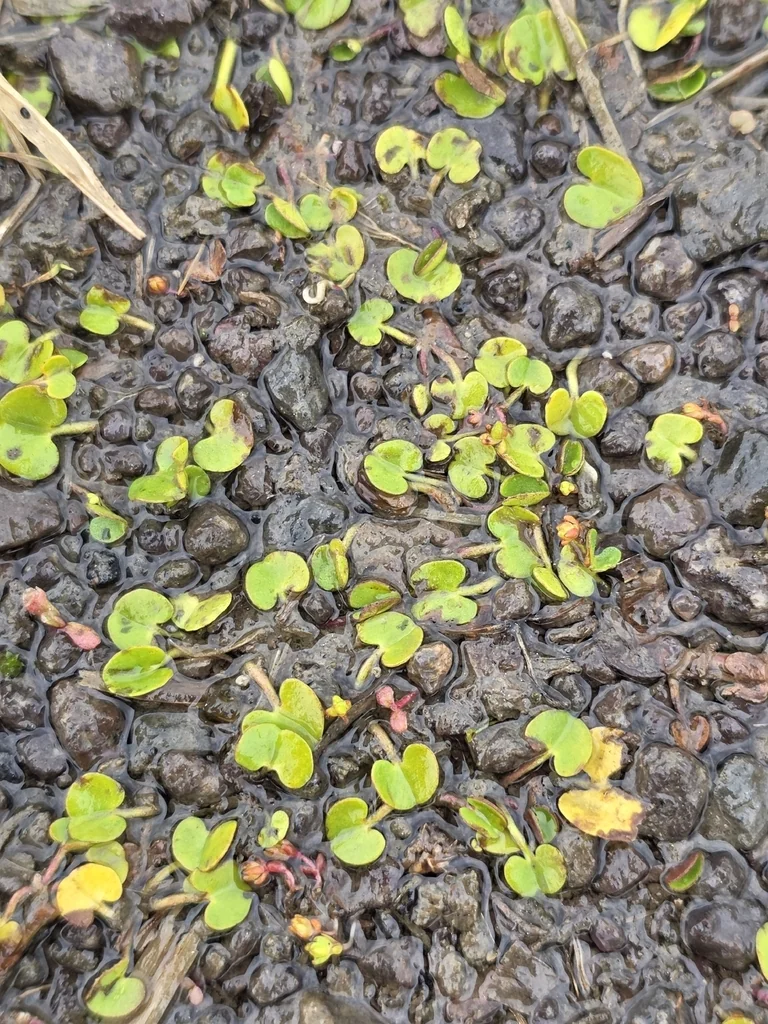 Dichondra Micrantha