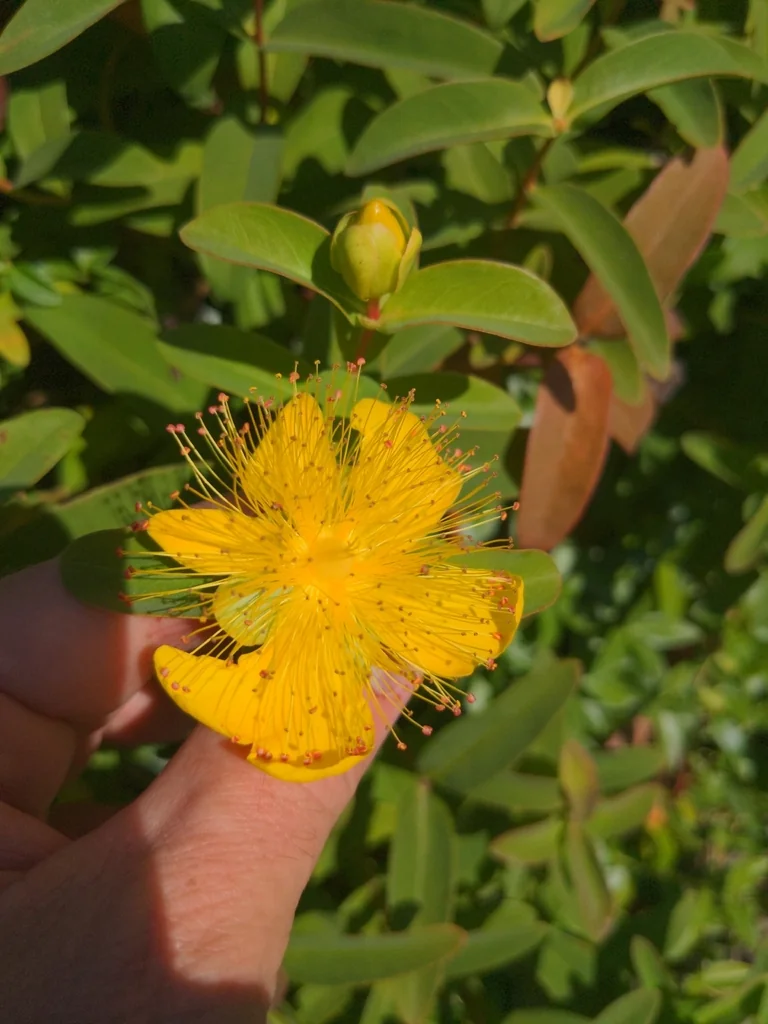 Hypericum Calycinum