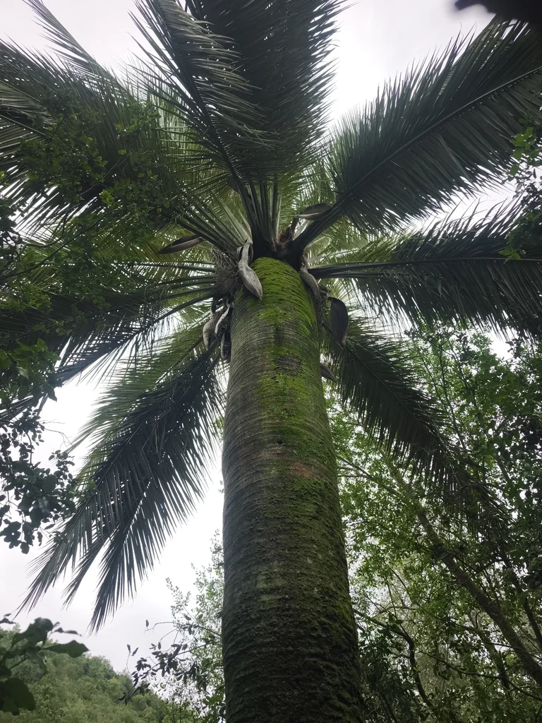 Jubaea Chilensis