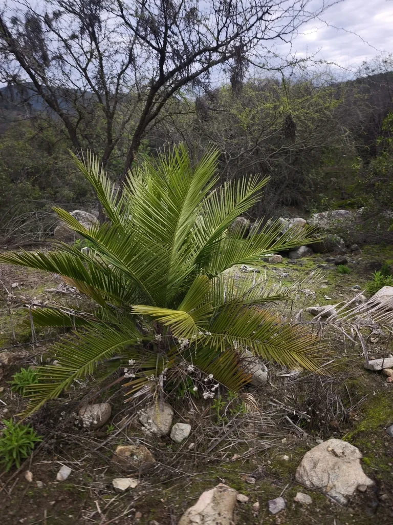Jubaea Chilensis