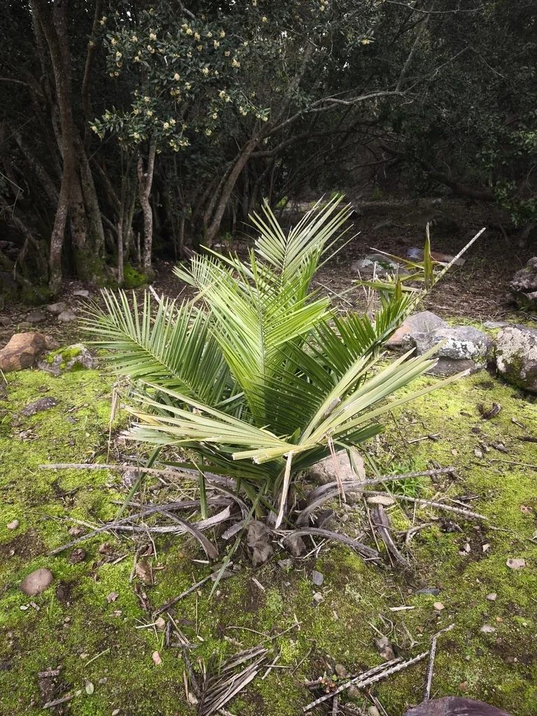Jubaea Chilensis
