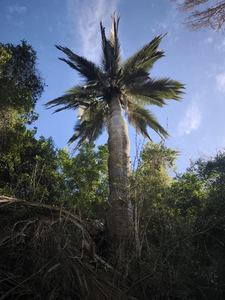 Jubaea Chilensis