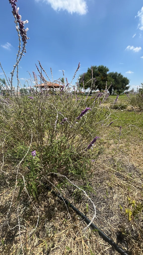 Salvia Leucantha