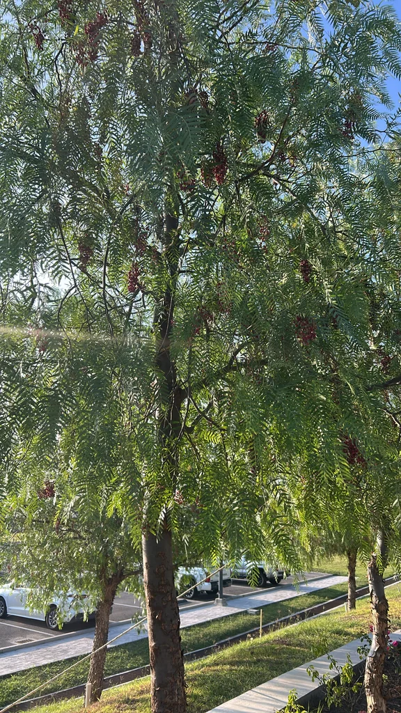 Schinus Molle
