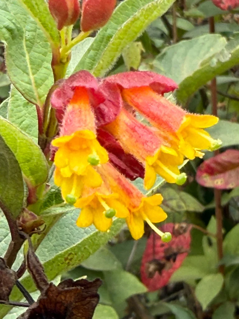 Lonicera Involucrata