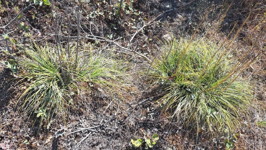 Xerophyllum Tenax