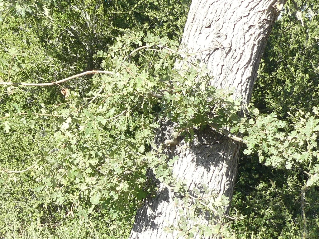 Quercus Lobata