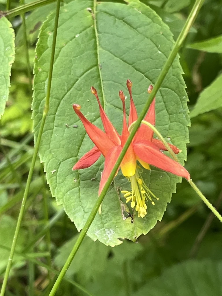 Aquilegia Formosa