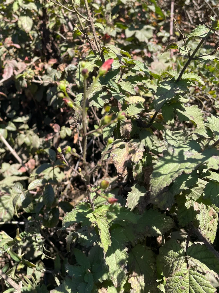 Scrophularia Californica