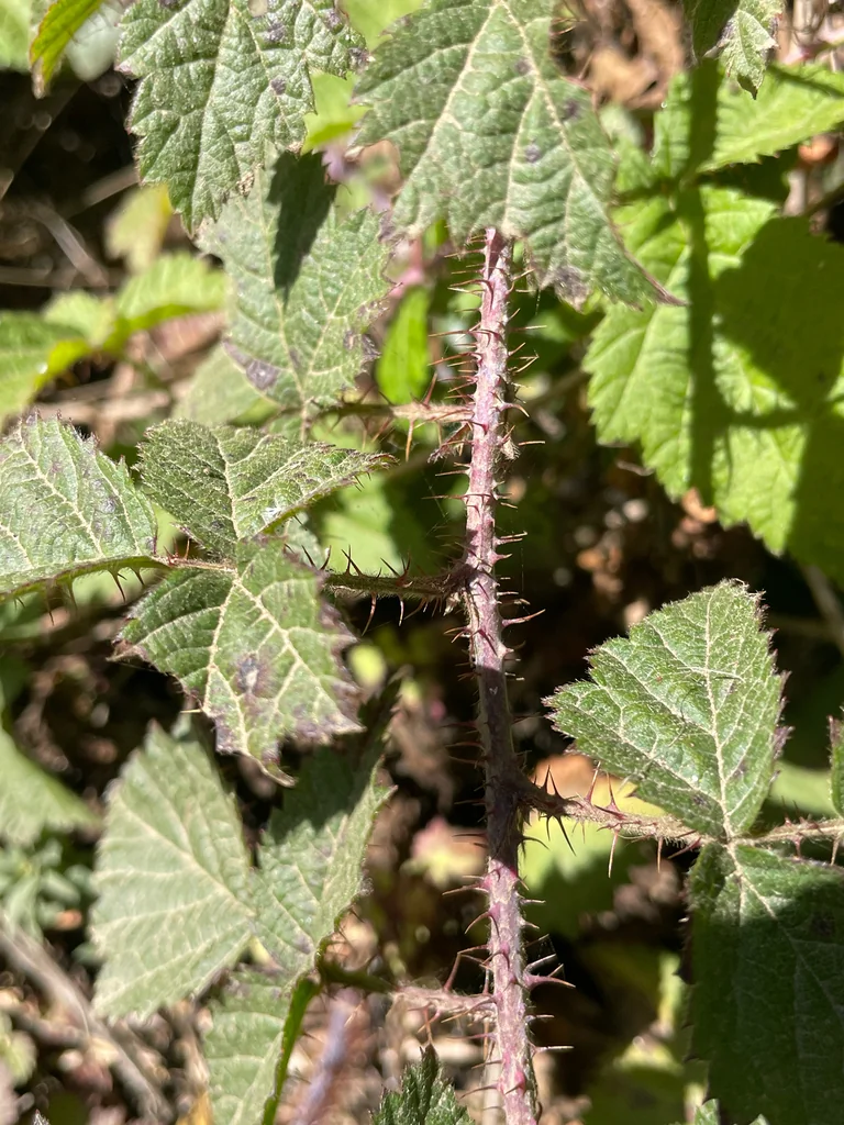 Rubus Ursinus