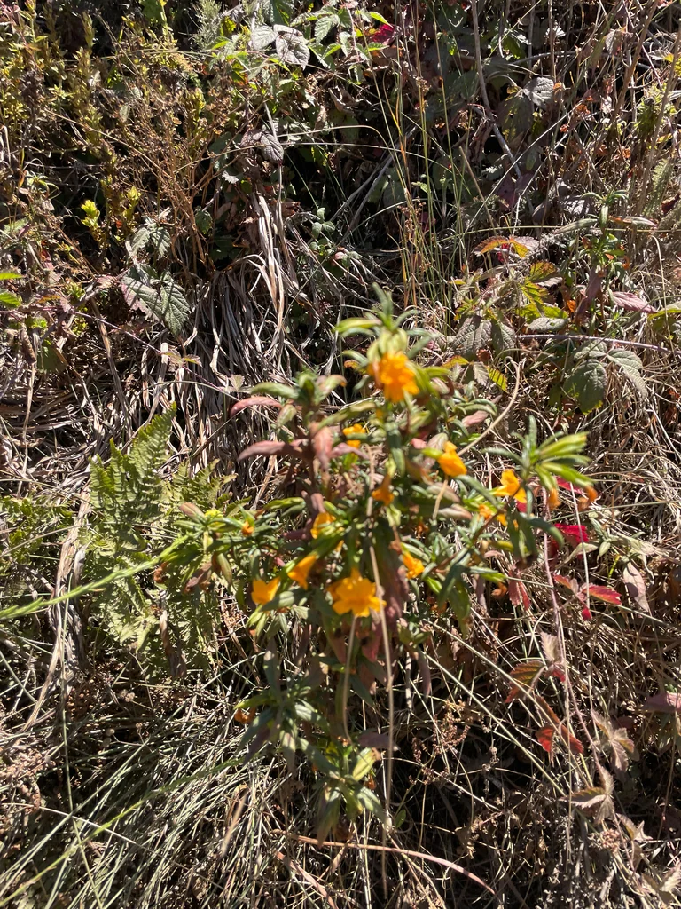 Mimulus Aurantiacus