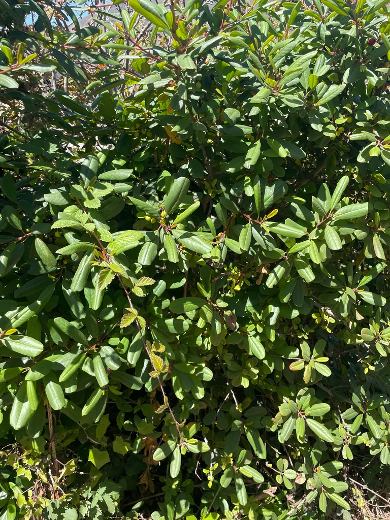Frangula Californica