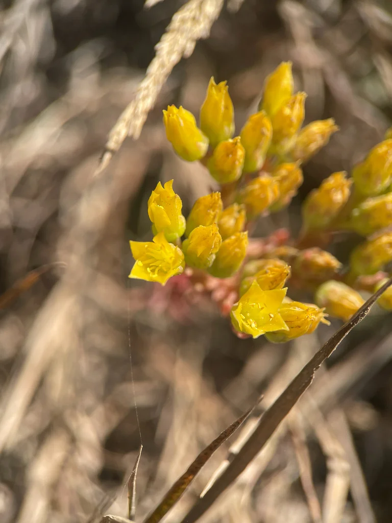 Dudleya Caespitosa