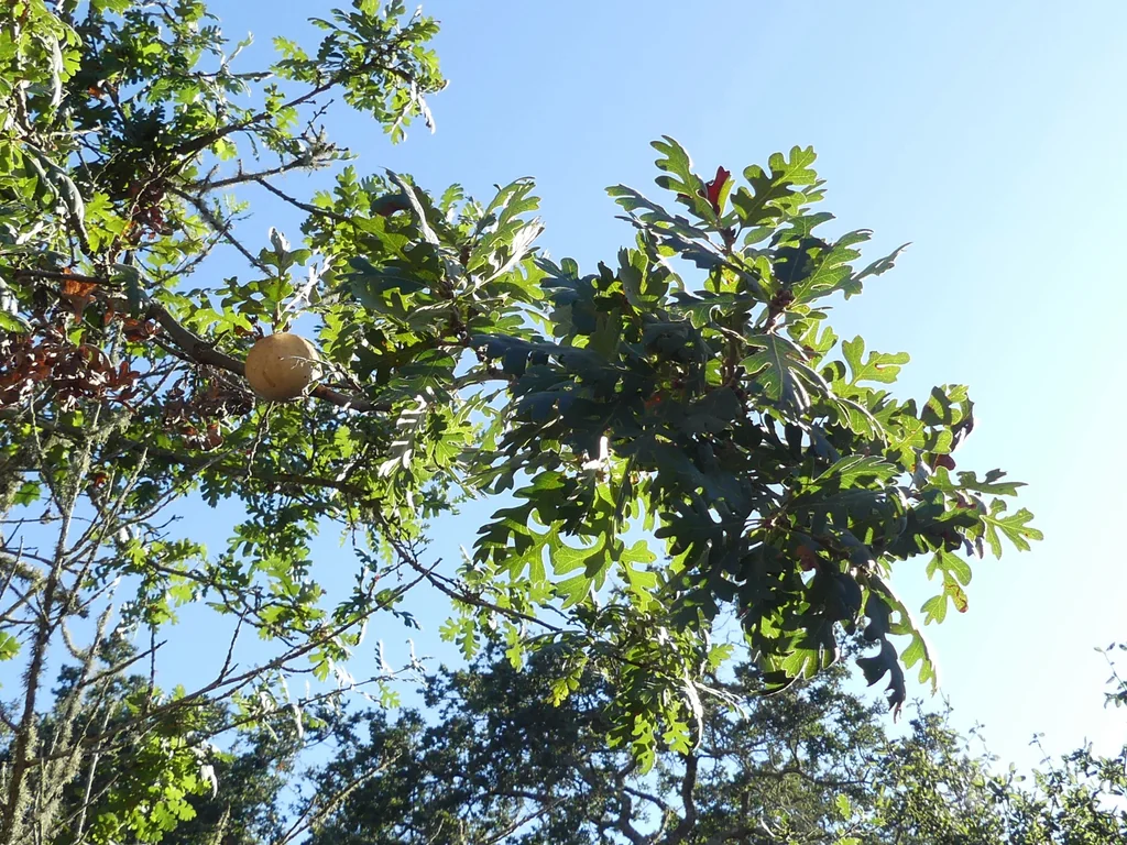 Quercus Lobata