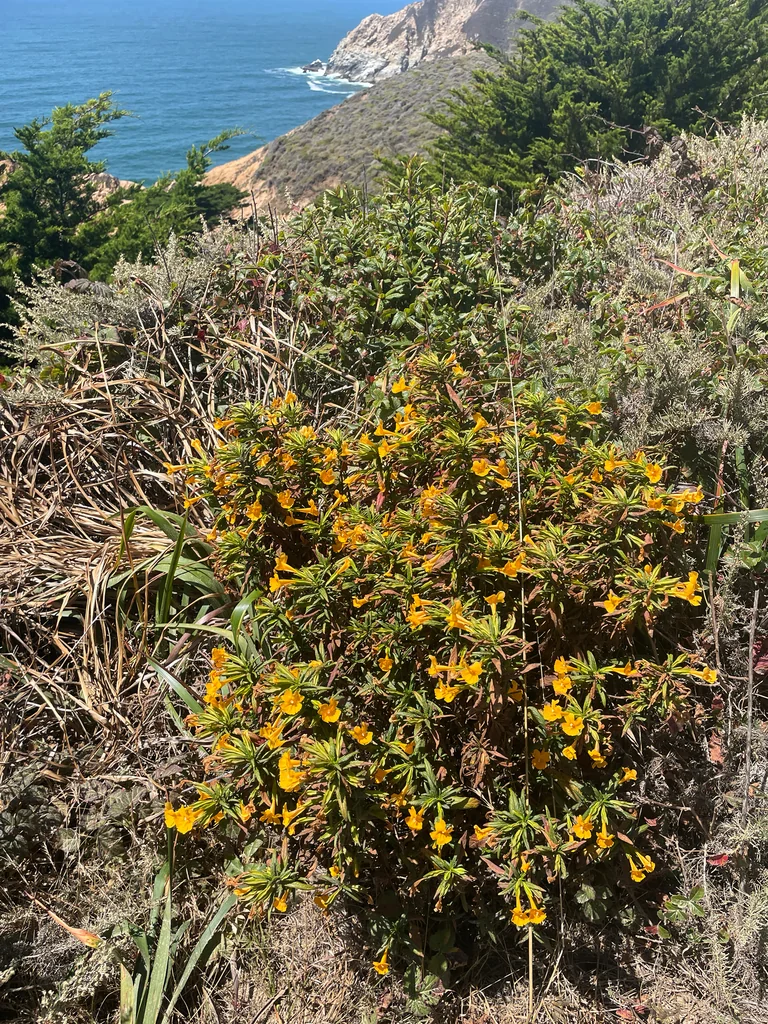 Mimulus Aurantiacus