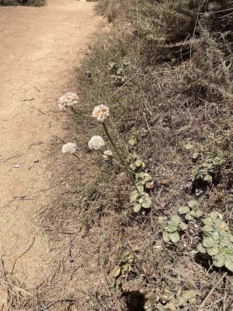 Eriogonum latifolium