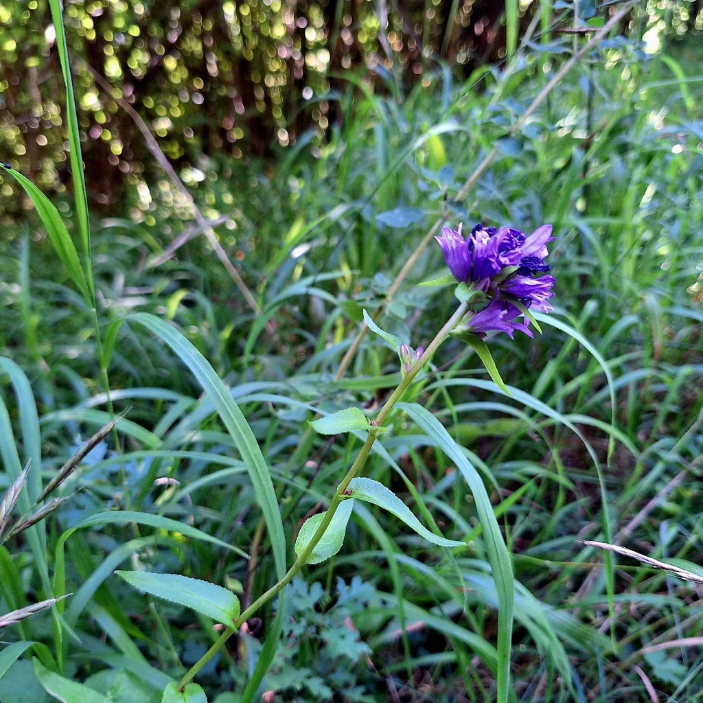 Campanula glomerata