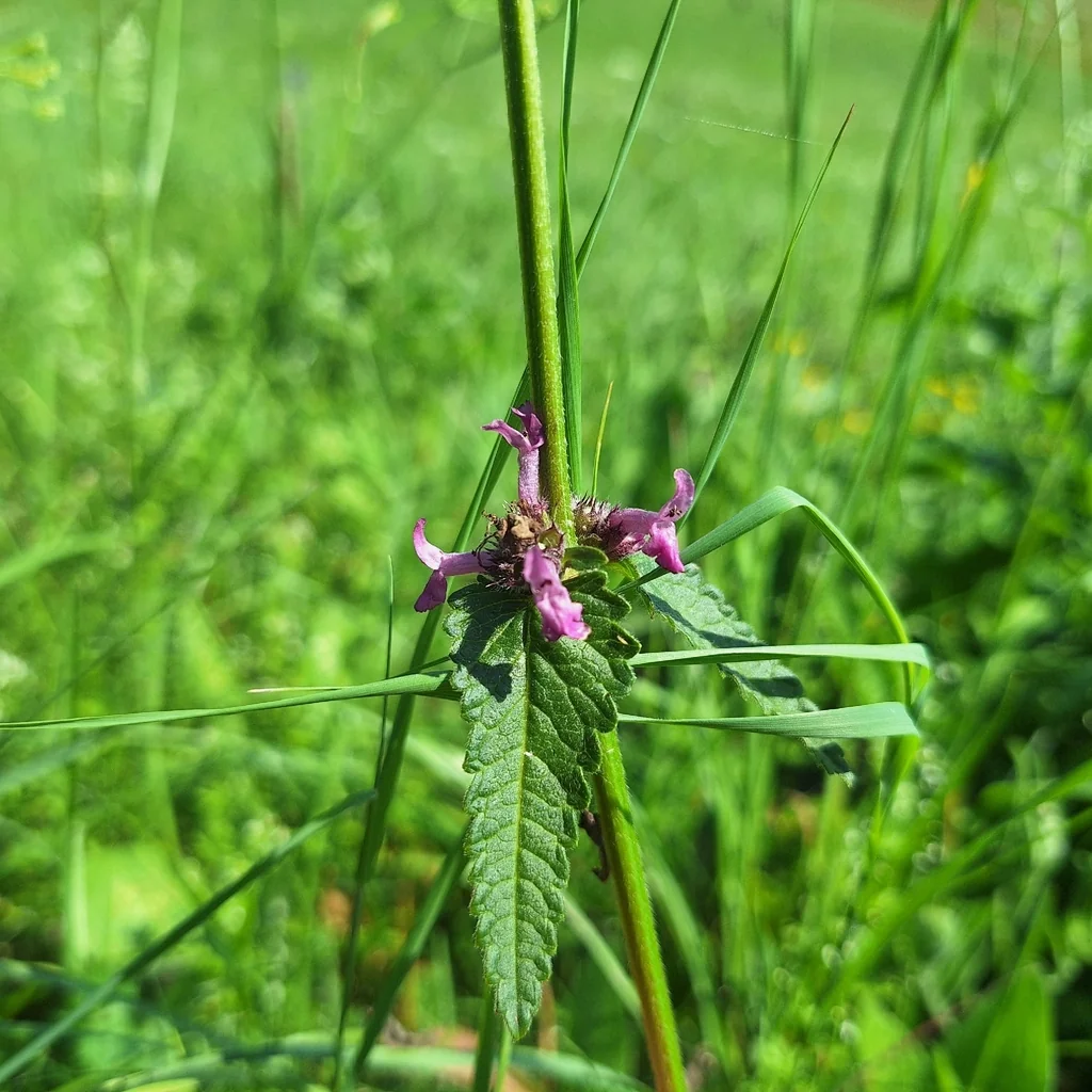 Stachys Officinalis