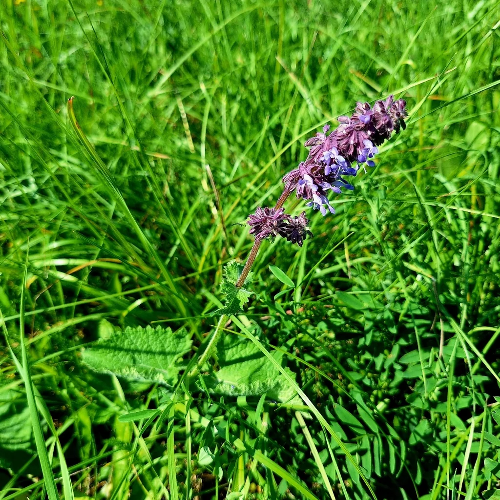 Salvia Verticillata