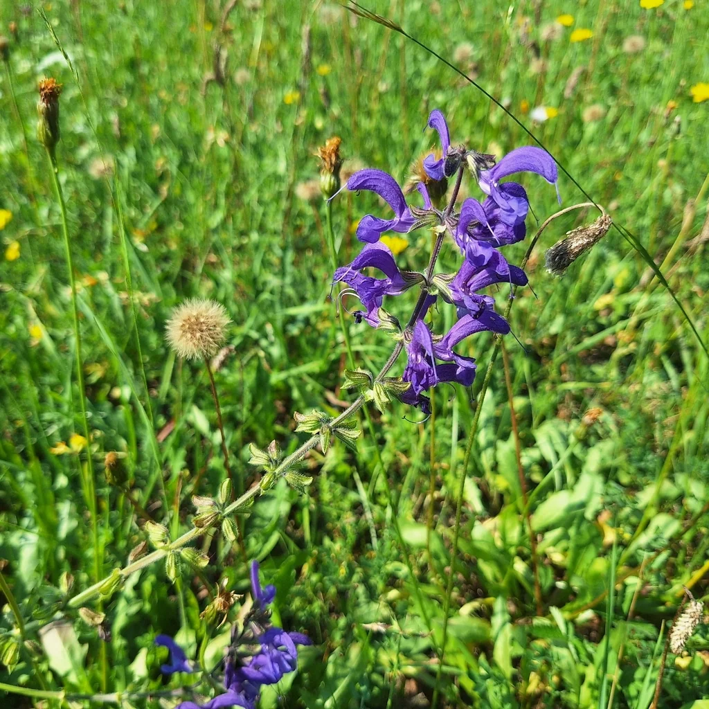 Salvia Pratensis