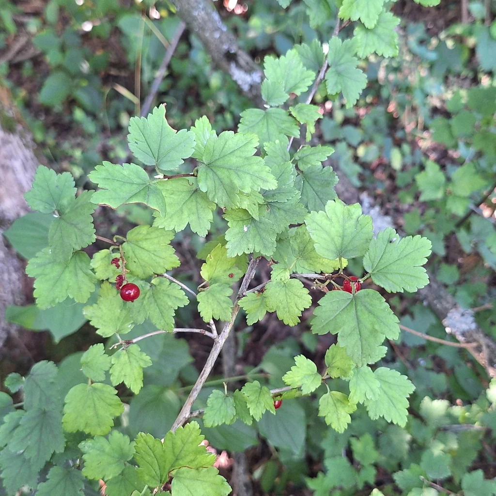 Ribes Alpinum