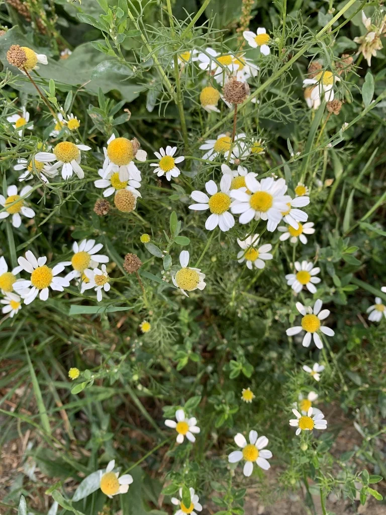 Matricaria Recutita