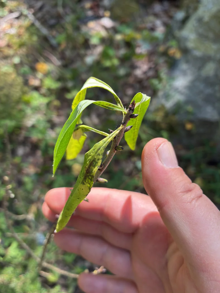 Daphne Mezereum