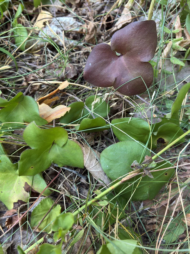 Hepatica Nobilis
