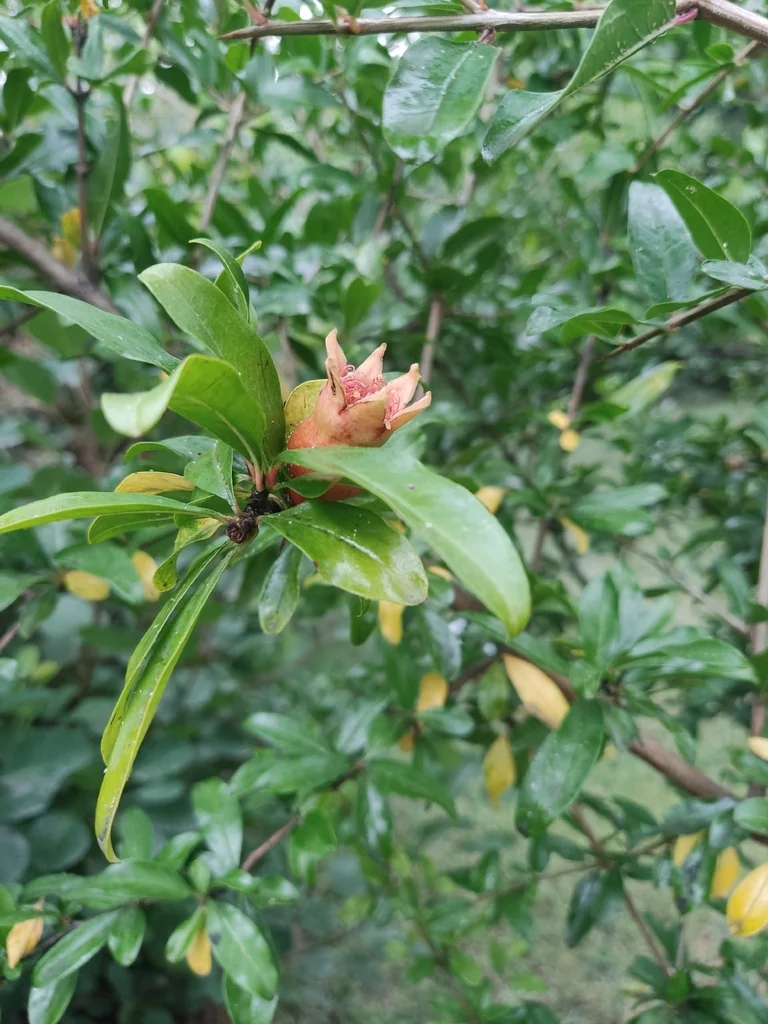 Punica granatum