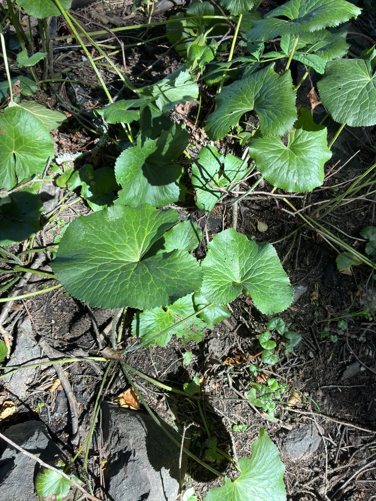 Caltha Palustris