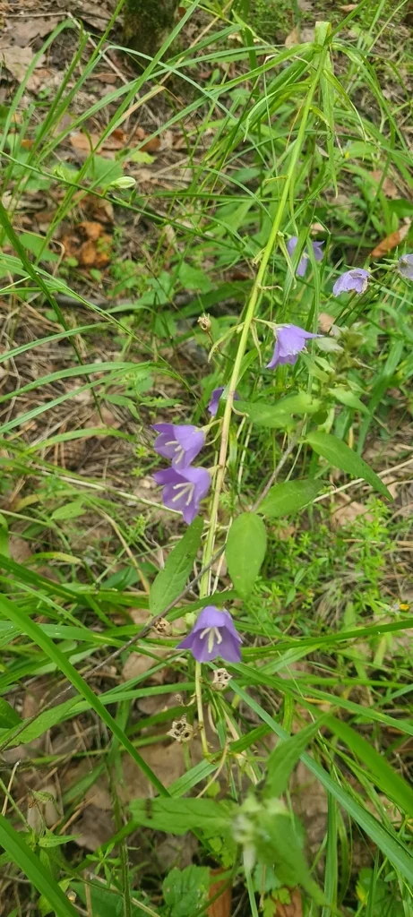 Campanula Persicifolia