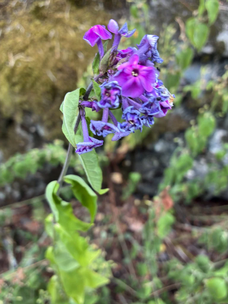 Phlox paniculata