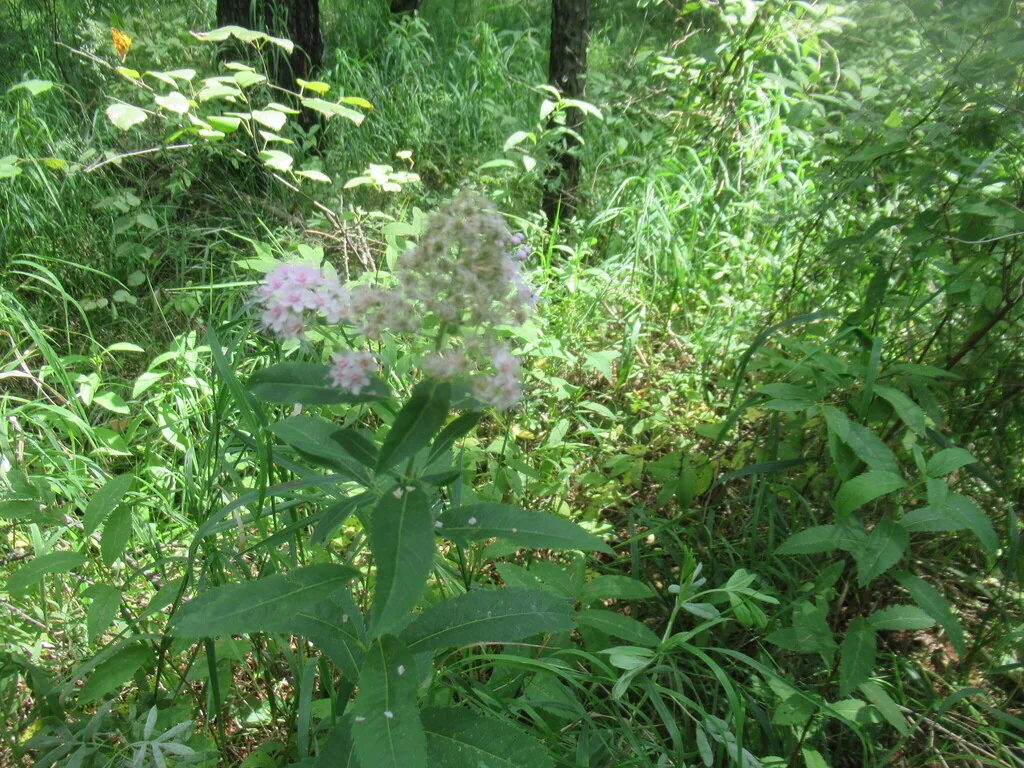 Spiraea Arguta