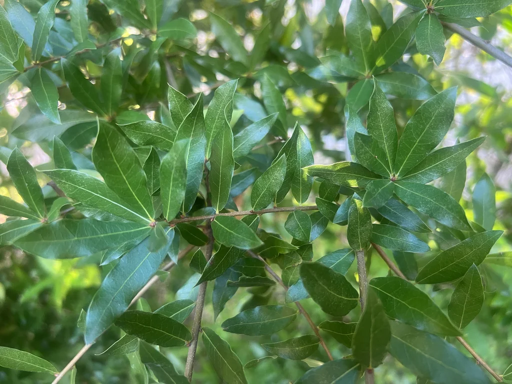 Quercus Hemisphaerica