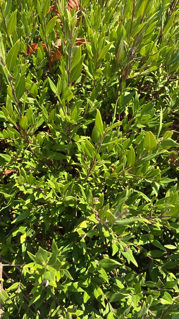Myrtus Communis