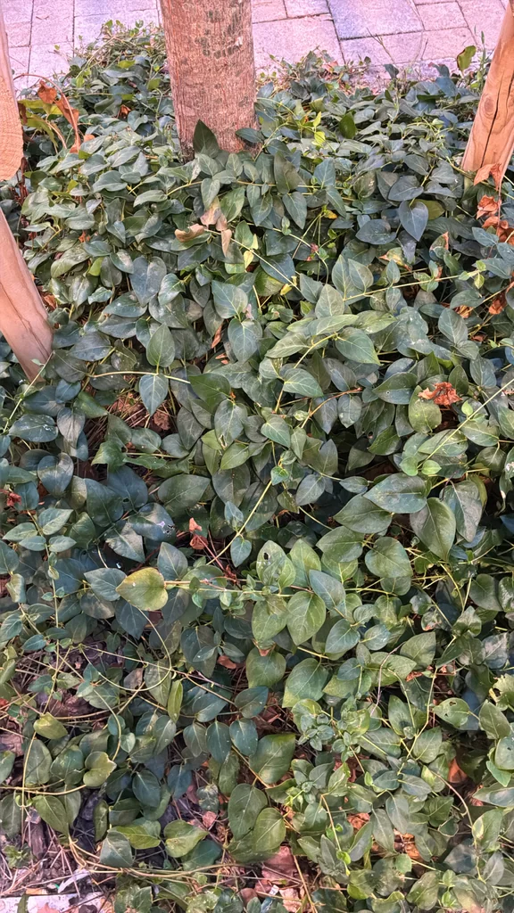Vinca major