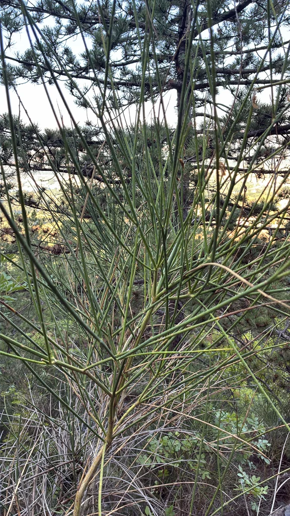 Spartium Junceum