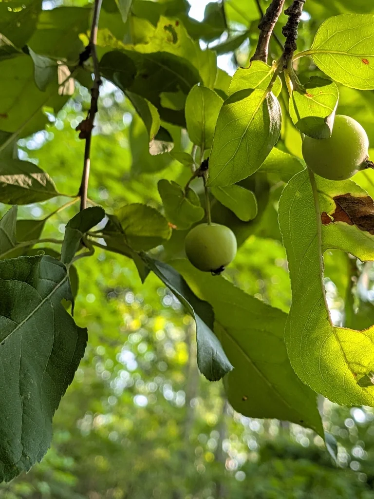 Malus Pumila