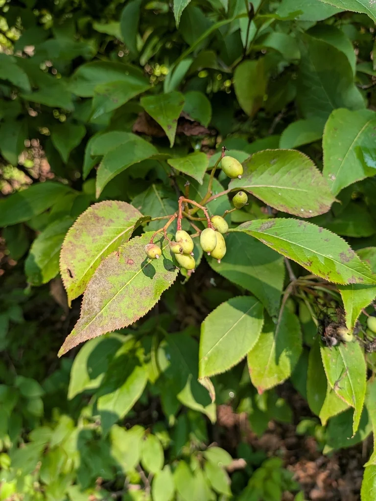 Viburnum Lentago
