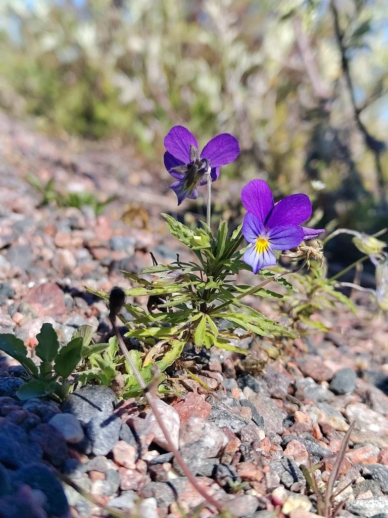 Viola Tricolor