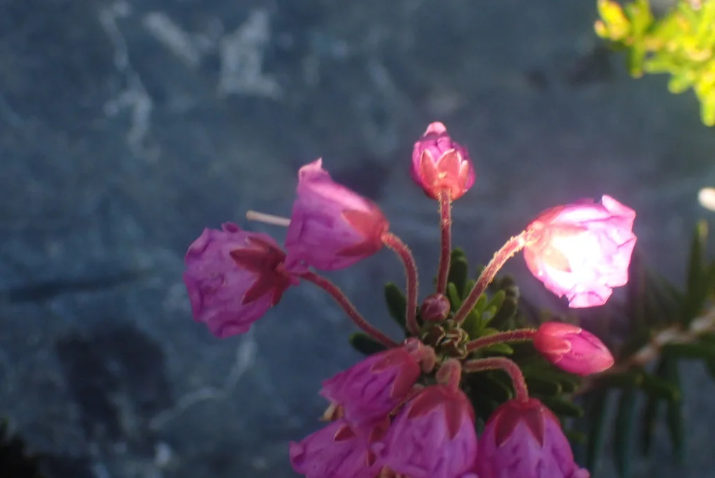 Phyllodoce Empetriformis
