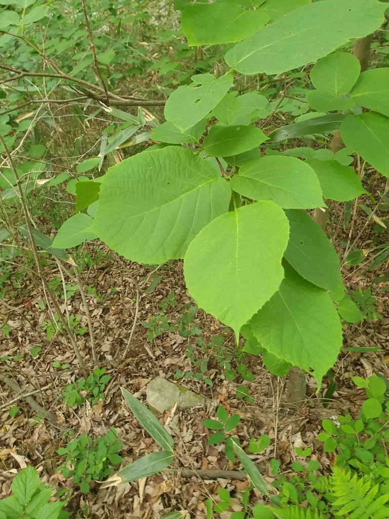 Styrax Obassia
