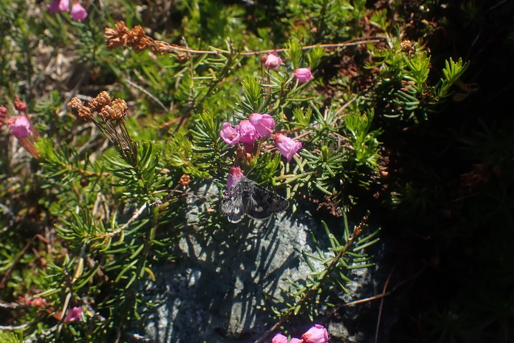 Phyllodoce Empetriformis