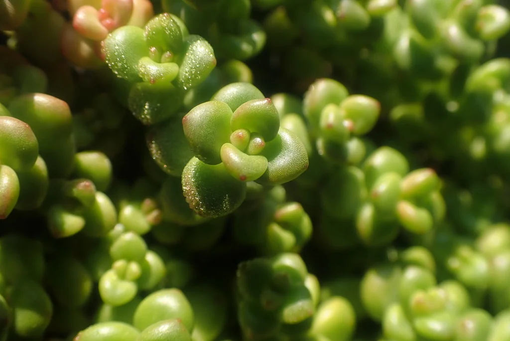 Sedum Divergens